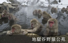 地獄谷野猿公苑